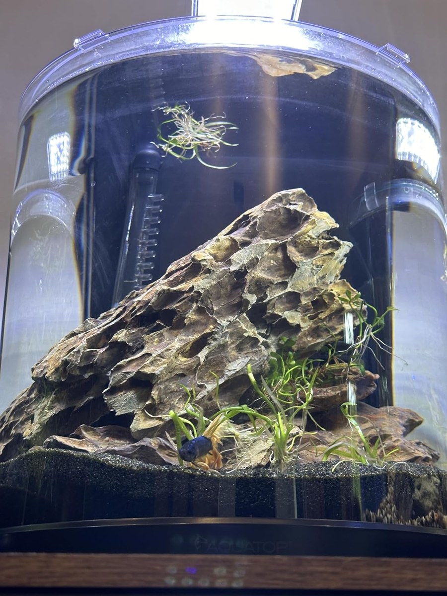 Dragon Rock photo 3